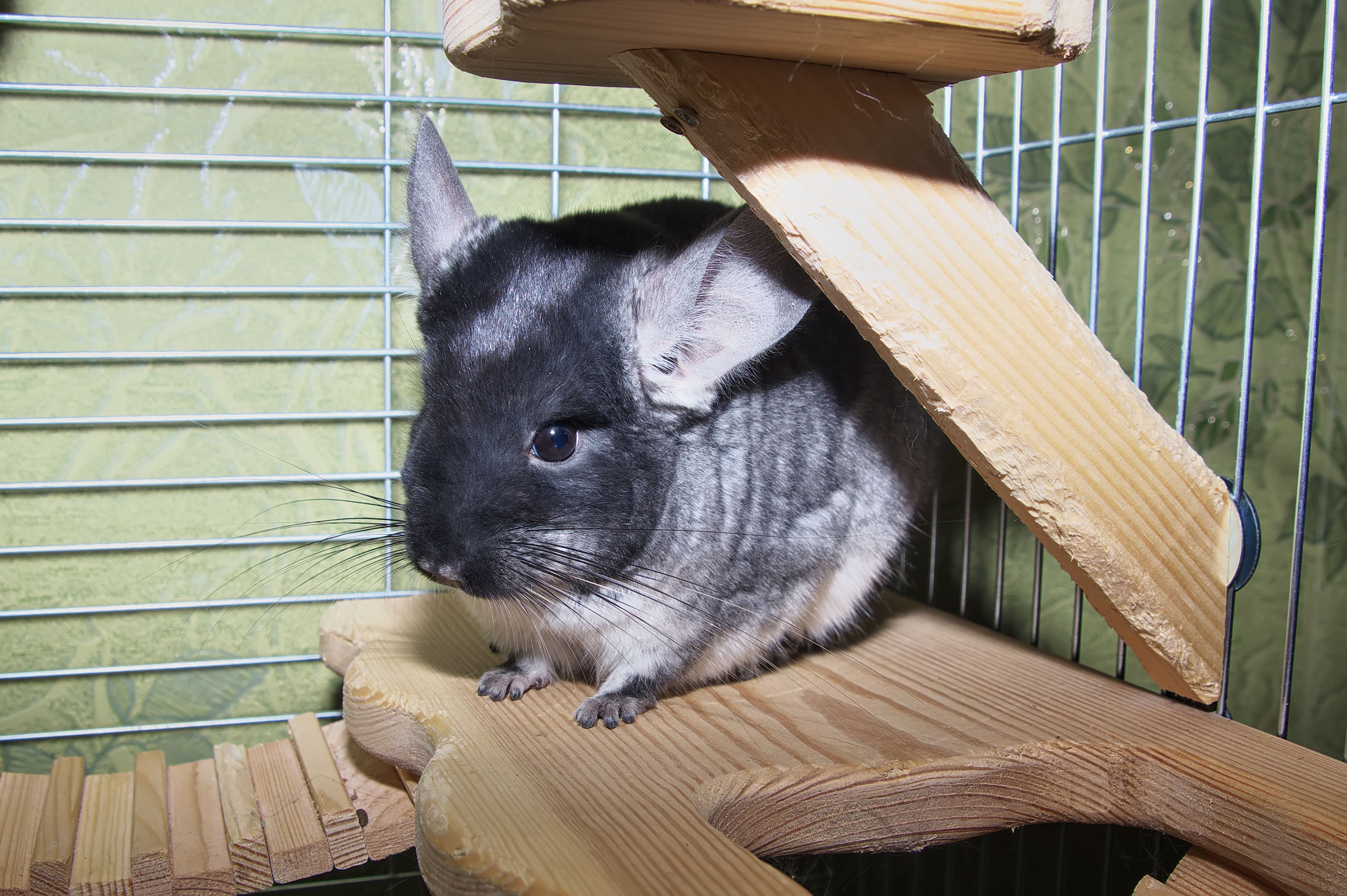 Chinchilla Habitat