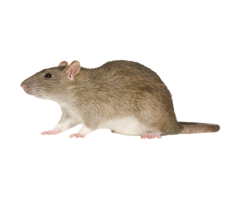 Rat Malade