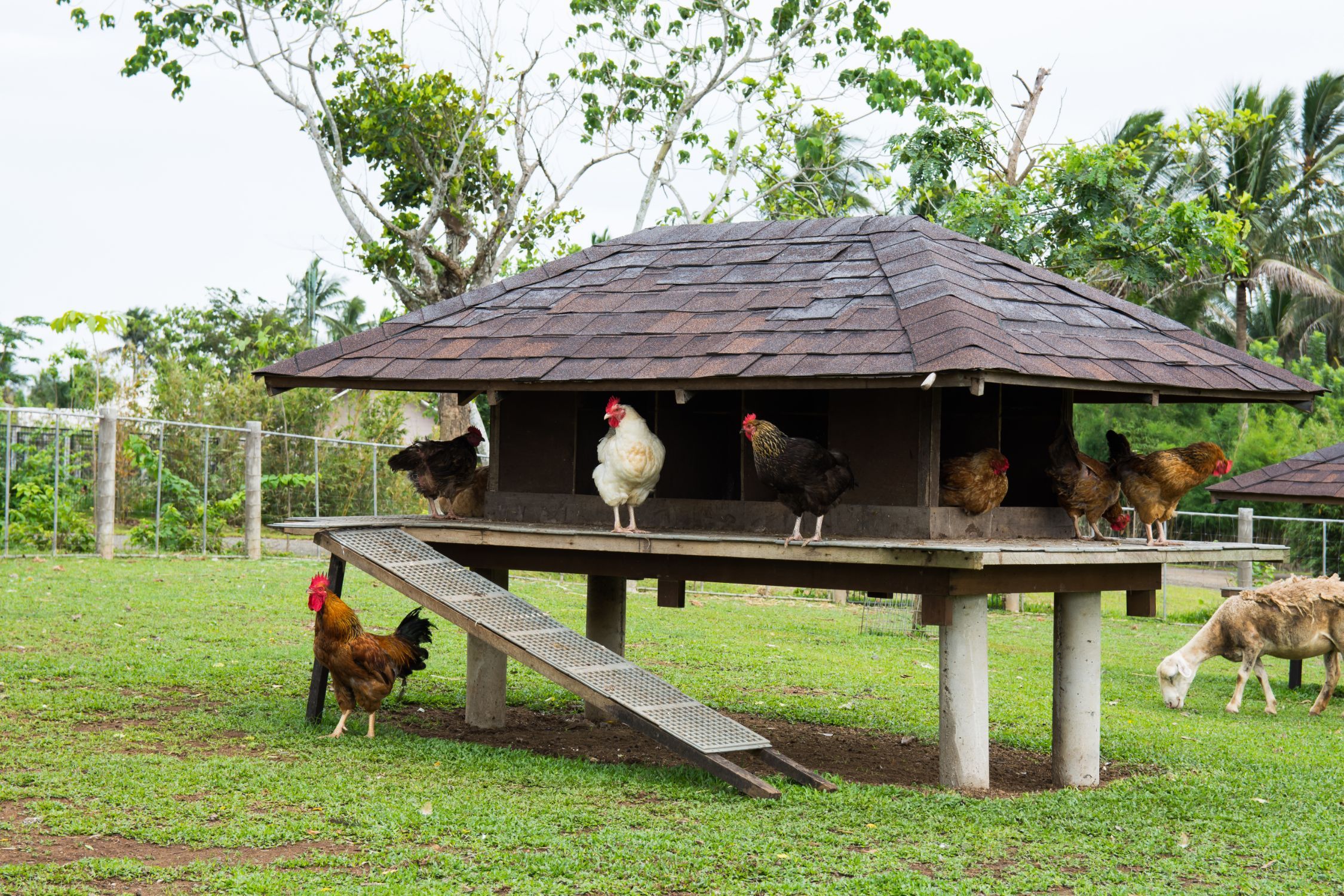 Poule Poullailler