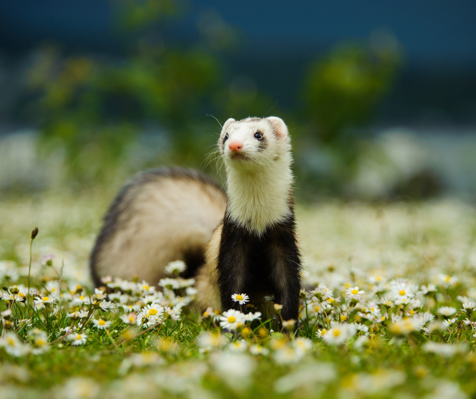 Furet4