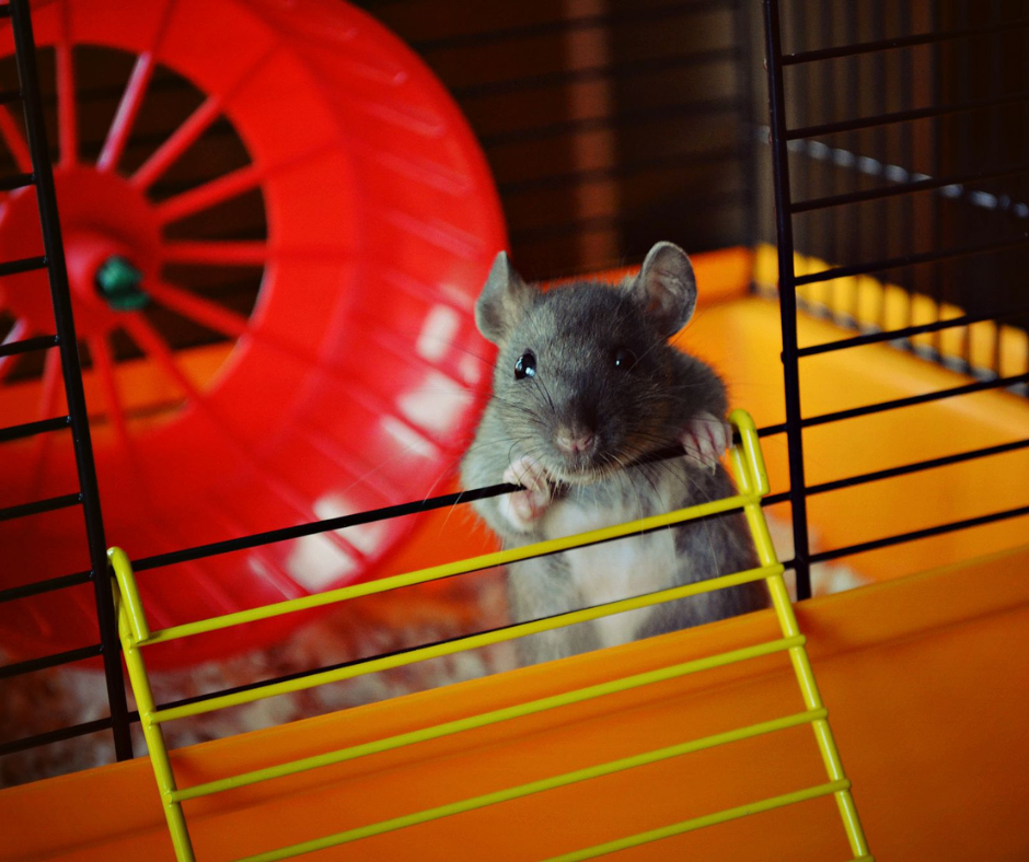 Cage Rat