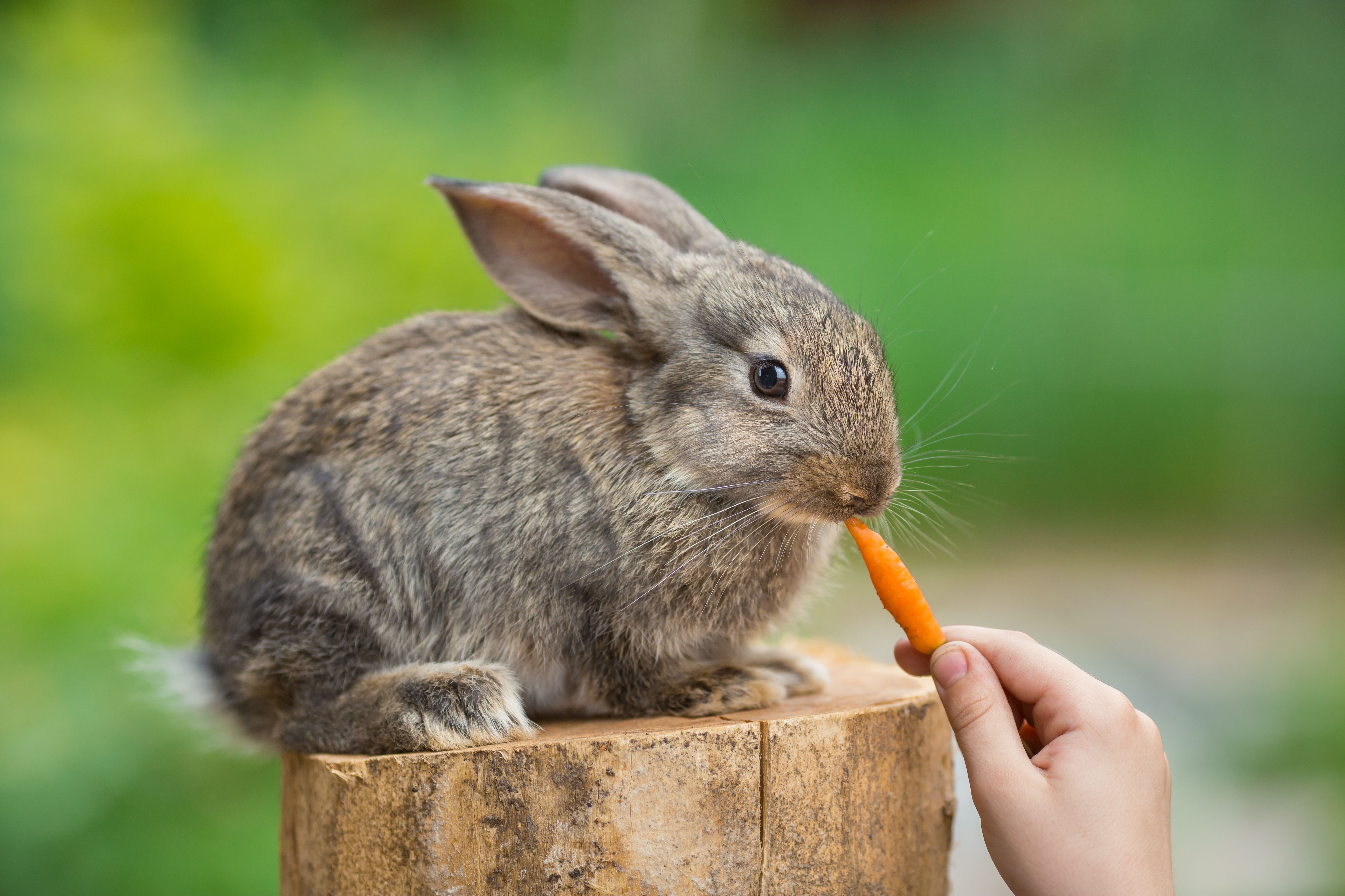 Lapin_alimentation