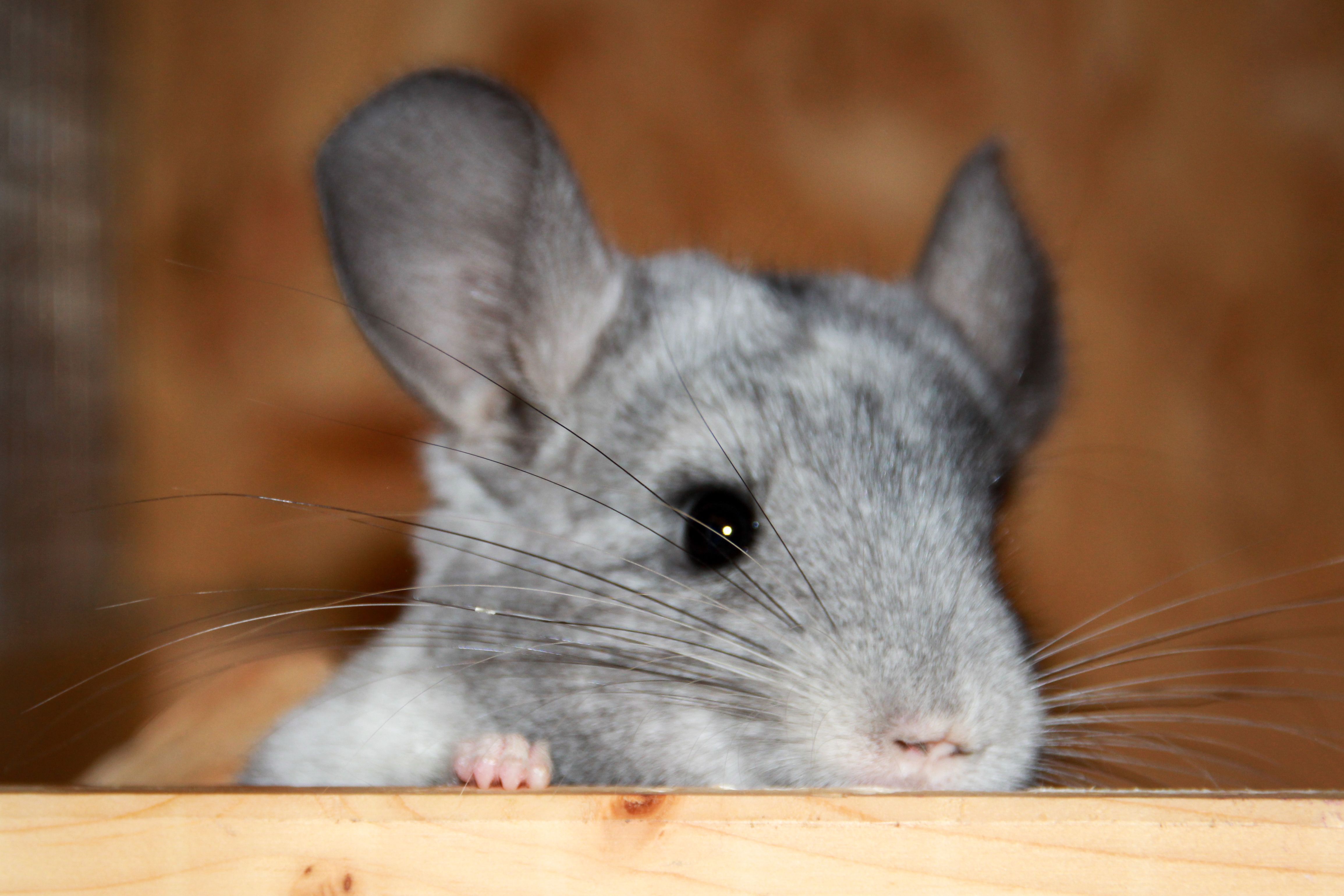 Chinchilla Craintif