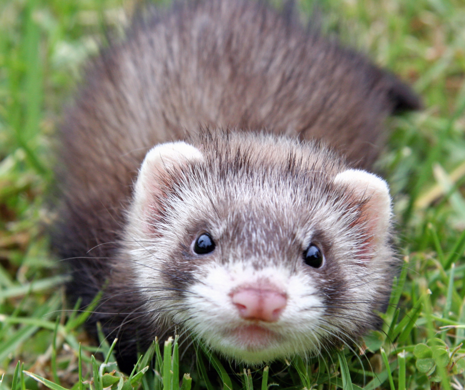 Guide pour qu une garde de furet se passe bien