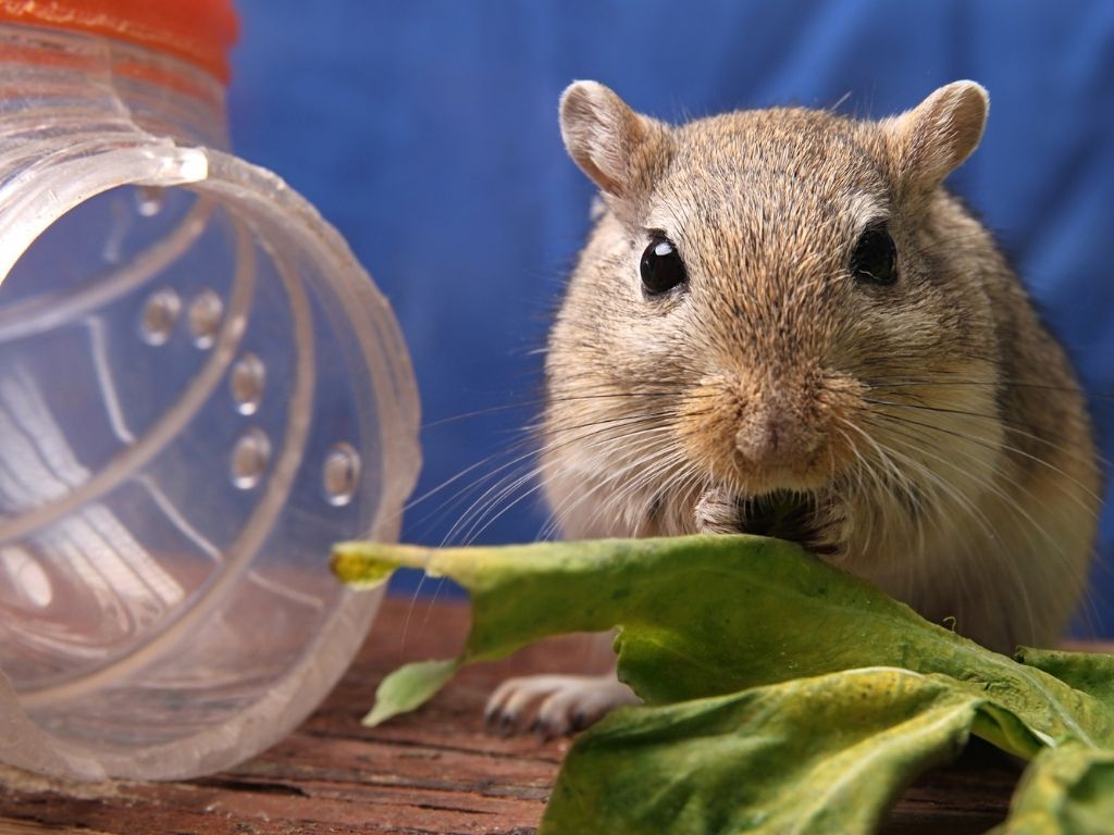 La gerbille : tout ce qu'il faut savoir sur ce petit rongeur