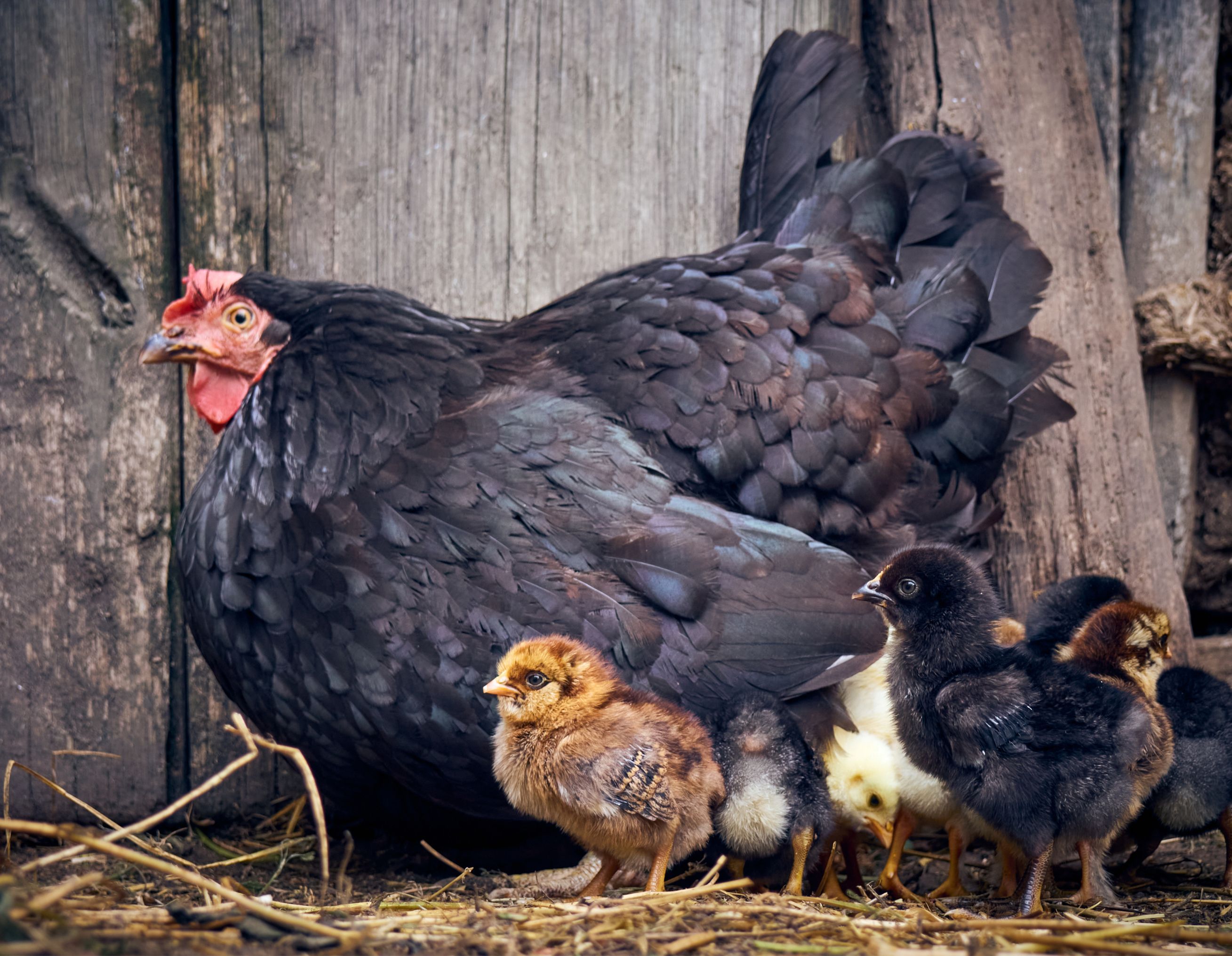 Poule Noir