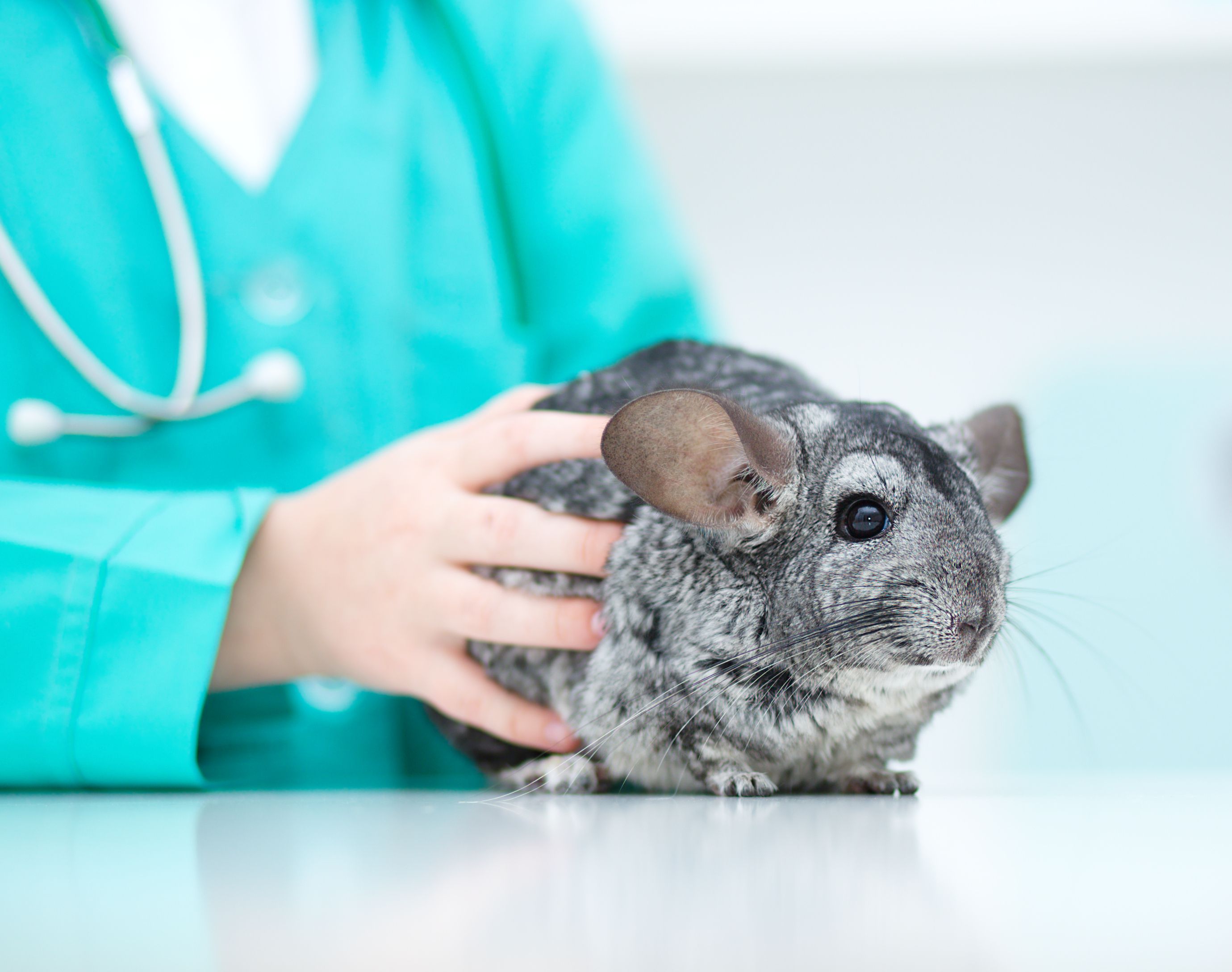 Chinchilla Medecin