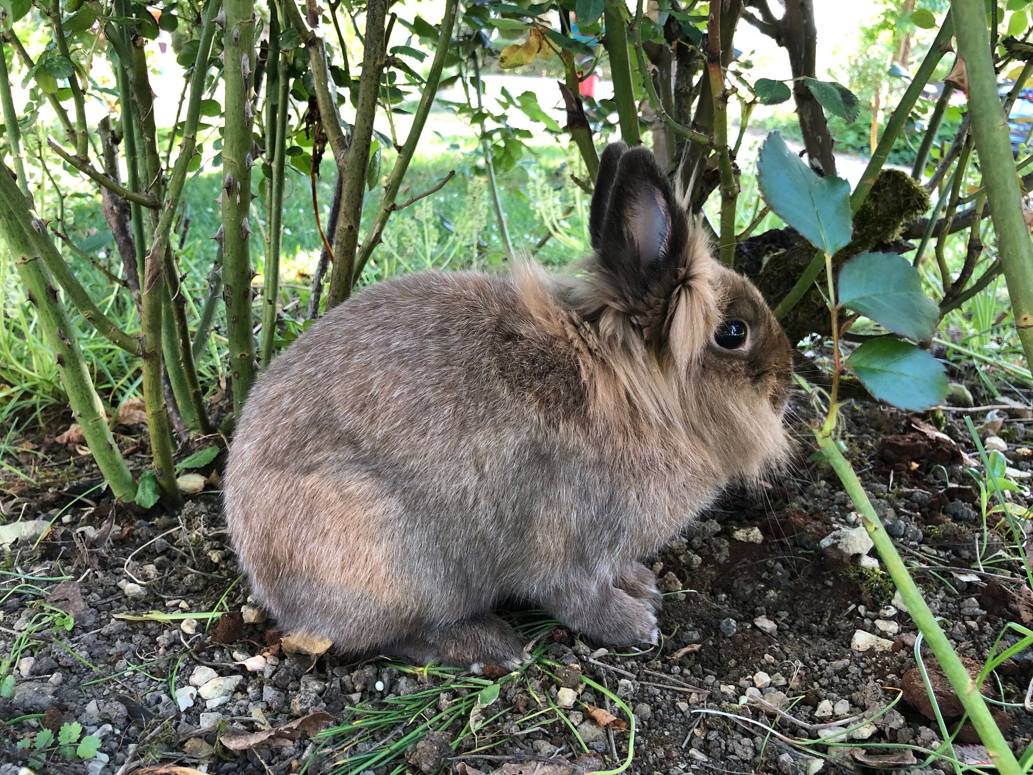 Les 5 accessoires indispensables pour donner à manger à votre lapin