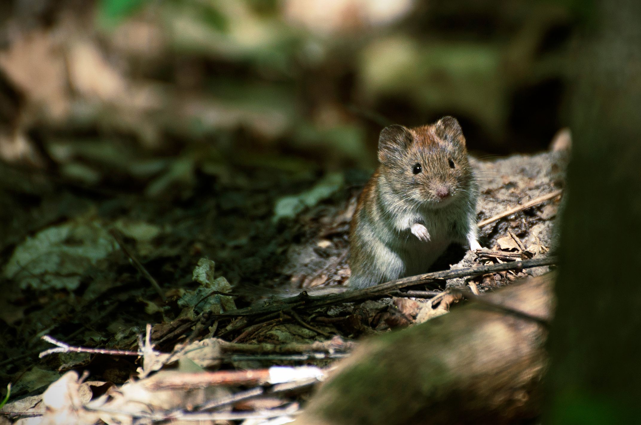 Adopter une souris : quels critères pour faire son choix ?